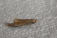 Phyllonorycter quercifoliella