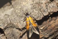 Schiffermuelleria schaefferella