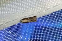 Acleris cristana