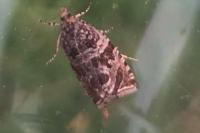 Celypha rivulana