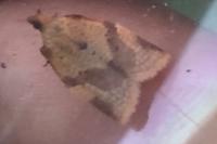 Clepsis consimilana