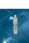 Yponomeuta plumbella