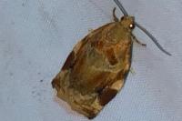 Archips xylosteana