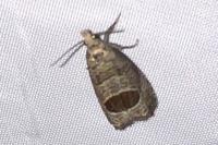 Notocelia uddmanniana