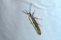 Plutella xylostella