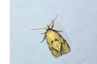 Agapeta hamana