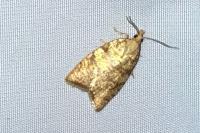 Aleimma loeflingiana