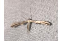 Emmelina monodactyla