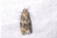 Celypha