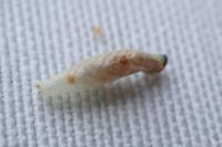 Coleophora