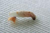 Coleophora