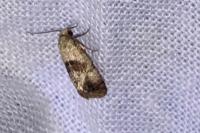 Cochylis