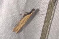 Mesophleps