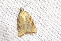 Aleimma loeflingiana
