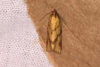 Clepsis pallidana