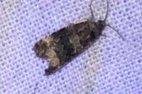 Endothenia gr. gentianaeana
