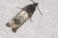 Notocelia roborana