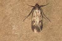 Borkhausenia