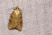 Aleimma loeflingiana