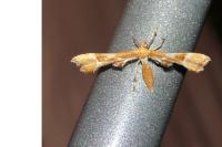 Cnaemidophorus rhododactylus