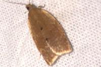 Clepsis