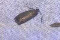 Cydia pomonella