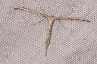 Emmelina monodactyla