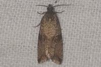 Celypha striana