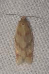 Clepsis pallidana