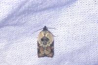 Acleris permutana/variegana
