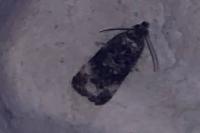 Endothenia gr. gentianaeana