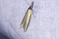 Pleurota