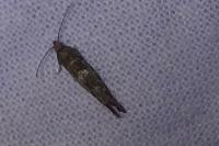 Acrolepiopsis assectella