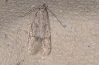 Symmoca signatella