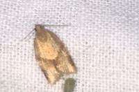 Clepsis