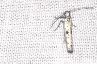 Yponomeuta plumbella