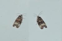 Endothenia gr. gentianaeana