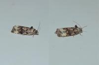 Endothenia gr. gentianaeana