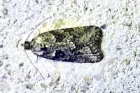 Cnephasia