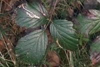 Stigmella aurella