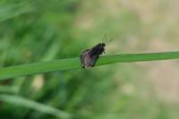 Epichnopterix