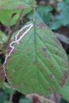 Stigmella aurella