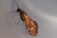 Dyseriocrania subpurpurella