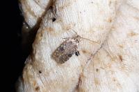 Agonopterix purpurea
