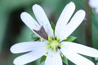 Coleophora lutarea
