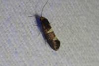 Incurvaria masculella