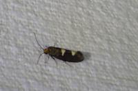Incurvaria masculella