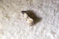 Cochylichroa atricapitana