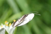 Coleophora lutarea
