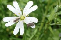 Coleophora lutarea
